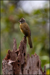 Flavescent bulbul (Pycnonotus flavescens), Kaeng Krachan National Park, Phetchaburi Province.