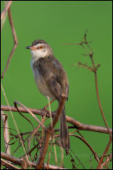 Plain prinia (Prinia inornata), Bangkok. 