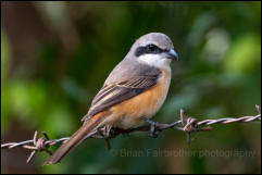 Grey-backed shrike (Lanius tephronotus), Khao Yai National Park.