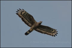 Oriental Honey Buzzard (Pernis ptilorhynchus), Khao Yai National Park. 