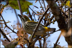 Yellow-vented flowerpecker (Dicaeum chrysorrheum), Khao Yai National Park. 