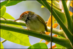 Dark-necked tailorbird (Orthotomus atrogularis), Kaeng Krachan National Park. 