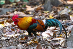 Red junglefowl (Gallus gallus), Kaeng Krachan National Park.