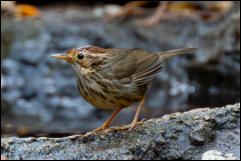 Puff-throated Babbler (Pellorneum ruficeps), Kaeng Krachan National Park. 