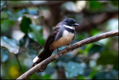 Malaysian pied fantail (Rhipidura javanica), Kaeng Krachan National Park.