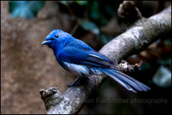 Black-naped monarch (Hypothymis azurea), Kaeng Krachan National Park. 