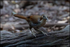 Large scimitar babbler (Erythrogenys hypoleucos), Kaeng Krachan National Park. 