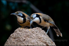 Greater necklaced laughingthrush (Pterorhinus pectoralis) , Kaeng Krachan National Park. 