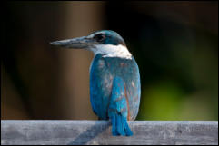 Collared kingfisher (Todiramphus chloris), Phetchaburi Province.