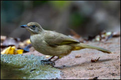 Streak-eared bulbul (Pycnonotus conradi), Kaeng Krachan National Park.  