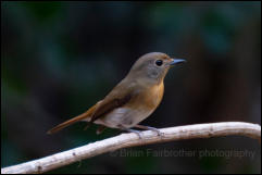 Hainan blue flycatcher (Cyornis hainanus), Kaeng Krachan National Park.   