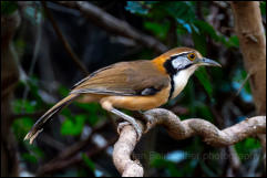 Greater necklaced laughingthrush (Pterorhinus pectoralis), Kaeng Krachan National Park.  