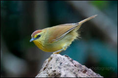 Pin-striped tit-babbler (Mixornis gularis), Kaeng Krachan National Park.  