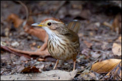 Puff-throated Babbler (Pellorneum ruficeps), Kaeng Krachan National Park.