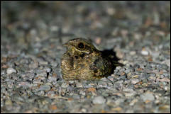 Indian nightjar (Caprimulgus asiaticus), Doi Inthanon National Park. 