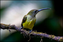 Little spiderhunter (Arachnothera longirostra), Doi Inthanon National Park.