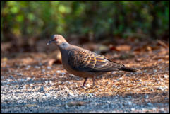 Rufous turtle dove (Streptopelia orientalis), Chiang Mai. 