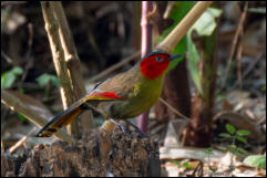 Scarlet-faced liocichla (Liocichla ripponi), Chiang Mai.