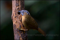 Northern grey-throated babbler (Stachyris nigriceps), Doi Inthanon National Park.