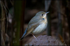 Siberian blue robin (Larvivora cyane), Doi Inthanon National Park. 