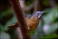 Northern grey-throated babbler (Stachyris nigriceps), Doi Inthanon National Park. 