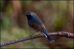 Rufous-gorgeted flycatcher (Ficedula strophiata), Chiang Mai.