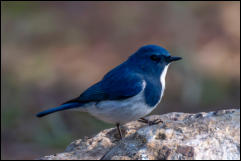 Ultramarine flycatcher (Ficedula superciliaris), Chiang Mai. 