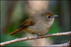 Slaty-blue flycatcher (Ficedula tricolor), Chiang Mai.