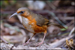 Rusty-cheeked scimitar babbler (Erythrogenys erythrogenys), Chiang Mai.