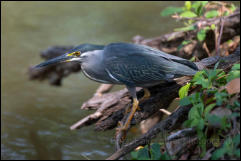 Striated heron (Butorides striata), Bangkok. 