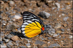 Kaeng Krachan National Park, Phetchaburi Province. 