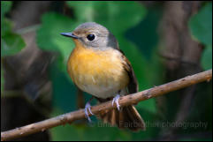 Hill blue flycatcher (Cyornis whitei), Chiang Mai.