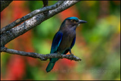 Indochinese roller (Coracias affinis), Bangkok. 