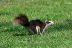 Finlayson's squirrel (Callosciurus finlaysonii), Bangkok. 