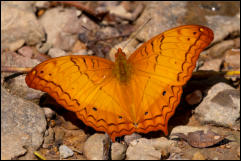 Kaeng Krachan National Park, Phetchaburi Province.  