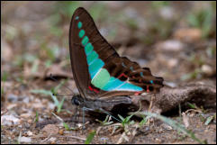 Kaeng Krachan National Park, Phetchaburi Province.  