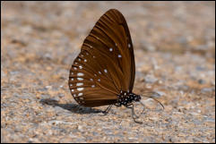 Kaeng Krachan National Park, Phetchaburi Province.  