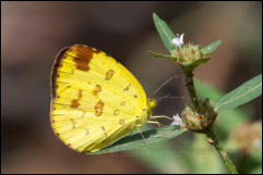 Kaeng Krachan National Park, Phetchaburi Province.  