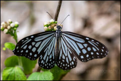 Kaeng Krachan National Park, Phetchaburi Province.  