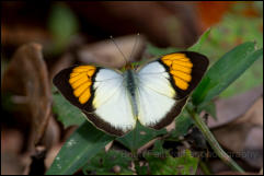 Kaeng Krachan National Park, Phetchaburi Province.  