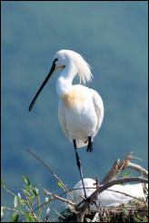 Eurasian Spoonbill (Platalea leucorodia), Lake Kerkini National Park, Central Macedonia.