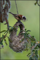 Eurasian penduline tit (Remiz pendulinus), Lake Kerkini National Park, Central Macedonia.