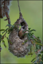 Eurasian penduline tit (Remiz pendulinus), Lake Kerkini National Park, Central Macedonia.