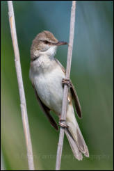 Great Reed Warbler (Acrocephalus arundinaceus), Lake Kerkini National Park, Central Macedonia.