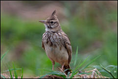 Crested lark (Galerida cristata), Lake Kerkini National Park, Central Macedonia.