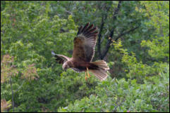 Western Marsh Harrier (Circus aeruginosus), Lake Kerkini National Park, Central Macedonia.