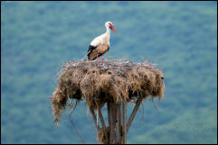 White stork (Ciconia ciconia) on nest, Lake Kerkini National Park, Central Macedonia.