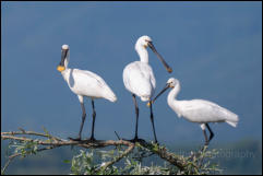 Eurasian Spoonbills (Platalea leucorodia), Lake Kerkini National Park, Central Macedonia.