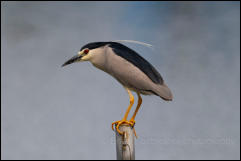 Black-crowned night-heron (Nycticorax nycticorax), Lake Kerkini National Park, Central Macedonia.