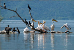 Great white pelicans (Pelecanus onocrotalus) and Great Cormorants (Phalacrocorax carbo), Lake Kerkini National Park, Central Macedonia.